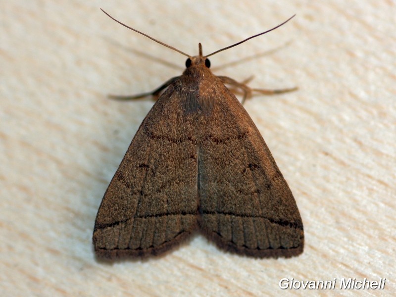 Falena da ID -  Herminia tarsipennalis, Erebidae